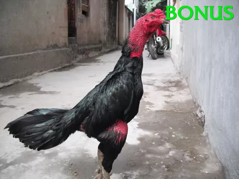 Đá Gà Trực Tiếp - bonus - Sự kiện
